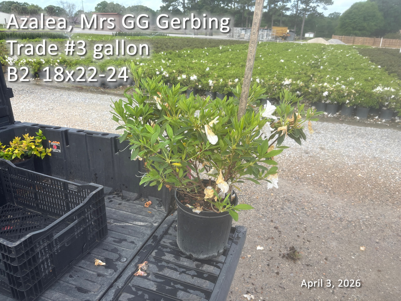 gallery/gg3t b2 apr3.jpg